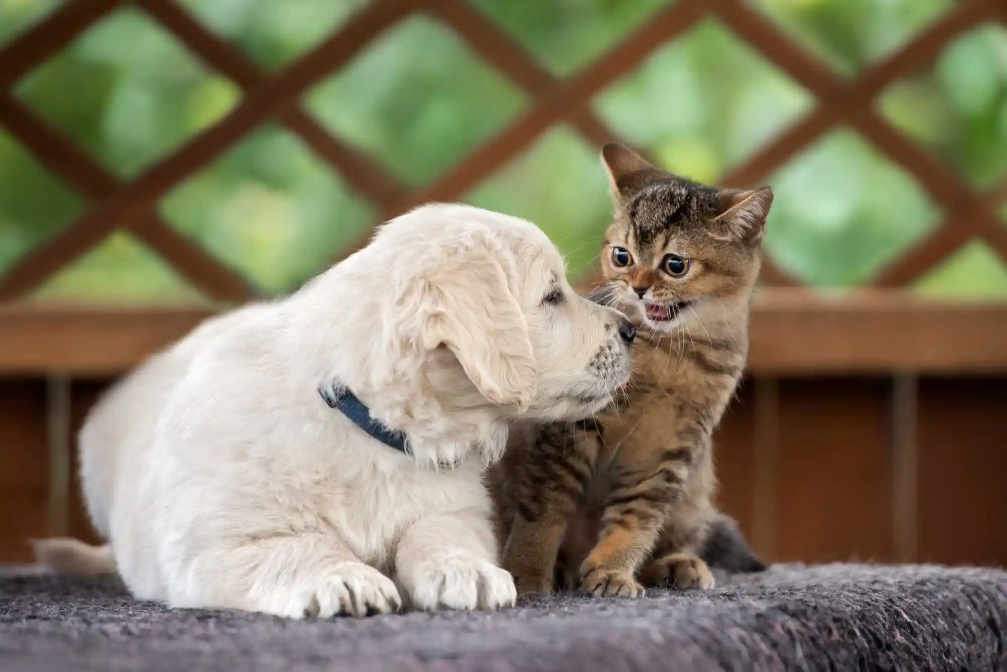 How to Introduce a New Cat to a Dog: Scent Swapping and Visual Barrier Protocols