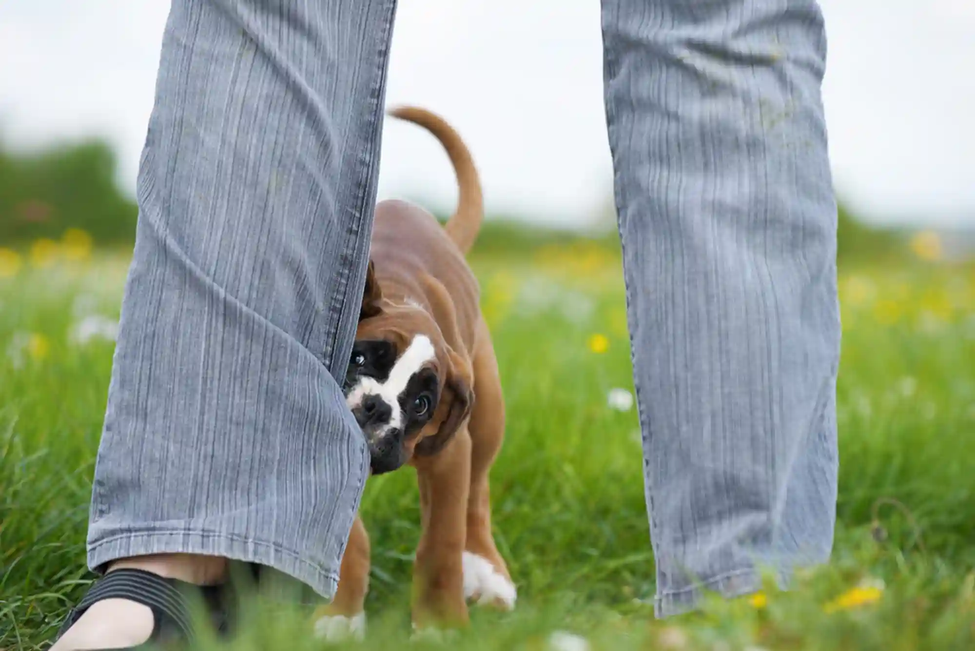 How to Stop a Puppy from Biting Ankles and Pant Legs During Walks